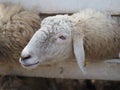 Sheep in farm animals closeup face Fleece