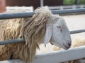 Sheep in farm animals closeup face Fleece