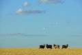 Sheep on farm in central Victoria, Australia