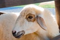 Sheep on a farm close up