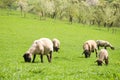 Sheep farm countryside