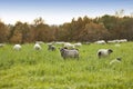 Sheep on a farm in the countryside city of Bodo and its surroundings. Animals grazing on green pastures or meadows in Royalty Free Stock Photo