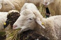 Sheep in farm. Royalty Free Stock Photo