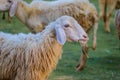 Sheep in the farm and eating the grass Royalty Free Stock Photo