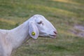 Sheep in the farm and eating the grass Royalty Free Stock Photo