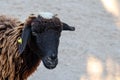 Sheep in the farm and eating the grass Royalty Free Stock Photo