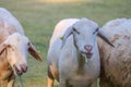 Sheep in the farm and eating the grass Royalty Free Stock Photo