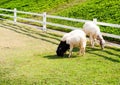 Sheep in the farm. they are eating grass or food Royalty Free Stock Photo