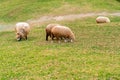 Sheep in Farm Eating Grass in Green Field Royalty Free Stock Photo