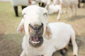 Sheep farm in eating grass , soft focus amd vintage style Royalty Free Stock Photo