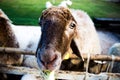 Sheep farm eating. Royalty Free Stock Photo