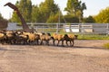 Sheep on the farm in the evening back from the pasture