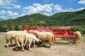 The sheep farm in the fruit orchard with red long chair and beautiful blue sky and cloud among mountain Royalty Free Stock Photo