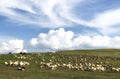 Sheep farm in green highland mountain scenery