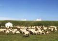 Sheep farm in green highland white tent