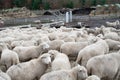 Sheep farm, herd outside bio organic yard farming