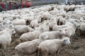 Sheep farm, herd outside bio organic yard farming