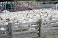 Sheep farm, herd outside bio organic yard farming