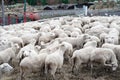 Sheep farm, herd outside bio organic yard farming