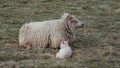 Furry New Born Baby Lambs With Mother On Grassland Royalty Free Stock Photo