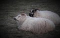 Two Furry Sheep Repose On Grassland Royalty Free Stock Photo