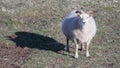 One Pregnant Sheep