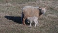 Love. New Birth Baby Lambs With Mother On Grassland Royalty Free Stock Photo