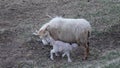 Love. New Birth Baby Lambs With Mother Royalty Free Stock Photo