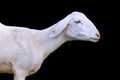 Sheep in the farm Isolate on black background Royalty Free Stock Photo