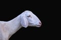 Sheep in the farm  Isolate on black background Royalty Free Stock Photo