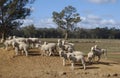 sheep farm.