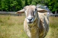 Sheep on a farm looking directly into the camera, Acadian Village, New Brunswick, Canada Royalty Free Stock Photo