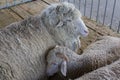 Sheep on the farm are lying on the floor of the barn Royalty Free Stock Photo