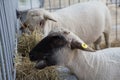 Sheep on the farm are lying on the floor of the barn Royalty Free Stock Photo