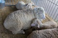 Sheep on the farm are lying on the floor of the barnr Royalty Free Stock Photo