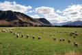 Sheep Farm in New Zealand Royalty Free Stock Photo