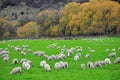 Sheep farm in New Zealand Royalty Free Stock Photo