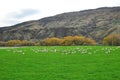 Sheep farm in New Zealand Royalty Free Stock Photo