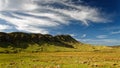 Sheep farm on New Zealand`s west coast Royalty Free Stock Photo