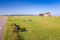 Sheep farm on Oland island