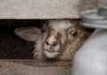 Sheep on the farm in the paddock