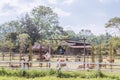 Sheep in farm in Pai