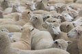 The Sheep Farm Series Royalty Free Stock Photo
