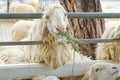 Sheep in the farm. Sheep eating grass Royalty Free Stock Photo