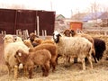 Sheep farm. Sheep on a farm. Flock staring sheep in lamb paddock