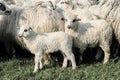 Sheep farm. Sheep on a farm. Flock staring sheep in lamb paddock.