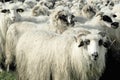 Sheep farm. Sheep on a farm. Flock staring sheep in lamb paddock.