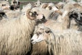 Sheep farm. Sheep on a farm. Flock staring sheep in lamb paddock.