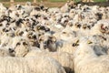 Sheep farm. Sheep on a farm. Flock staring sheep in lamb paddock.