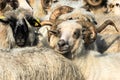 Sheep farm. Sheep on a farm. Flock staring sheep in lamb paddock.